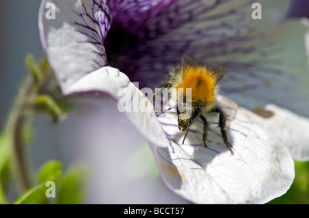 A bee sits on the petals of a garden flower Foto Stock