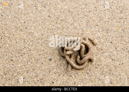 Close up di lugworm singolo colati in sabbia adottate nella primavera del tempo sulla spiaggia sabbiosa di Balnakeil Bay Scozia Scotland Foto Stock