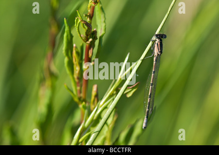 Damselfly su un filamento di erba nel Cambridgeshire campagna Foto Stock