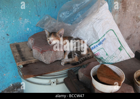 Gattino randagio dormendo, Mumbai, India. Foto Stock