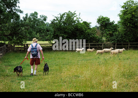 Uomo che cammina e controllando i cani in un campo con pecora Gloucestershire England Regno Unito Foto Stock