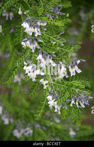 David's Mountain Laurel, Sophora davidii Fabaceae. Syn. Sophora viciifolia aka arbusto albero Pagoda Foto Stock