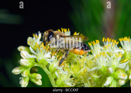 Foglia-Cutter Bee, Megachile sp. La raccolta di nettare di fiori su Foto Stock