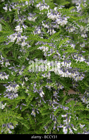 David's Mountain Laurel, Sophora davidii Fabaceae. Syn. Sophora viciifolia aka arbusto albero Pagoda Foto Stock