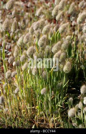 Erba Coda Di Lepre, Lagurus Ovatus, Poaceae. Cresce Sulle Dune Di Sabbia Vicino A Dungeness, Kent, Regno Unito. Foto Stock