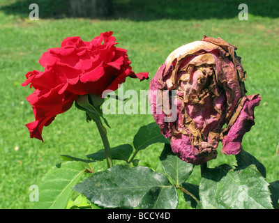 Nuovo e morendo red rose in giardino Foto Stock