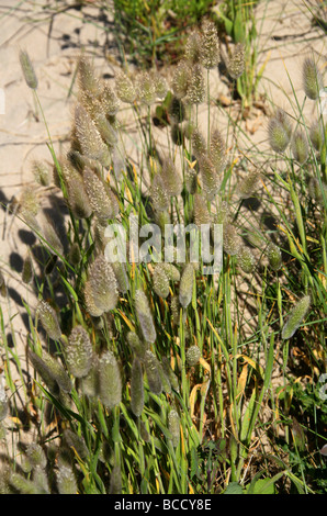 Erba Coda Di Lepre, Lagurus Ovatus, Poaceae. Cresce Sulle Dune Di Sabbia Vicino A Dungeness, Kent, Regno Unito. Foto Stock