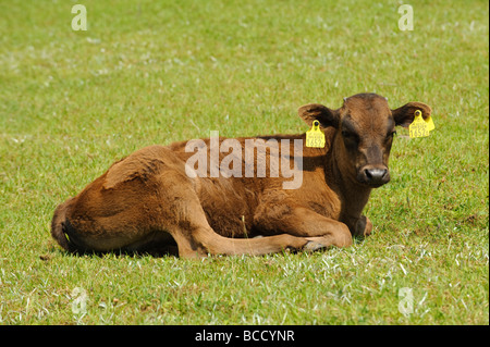 Tajima Kobe vacche di manzo in un campo a Tajima Farm Park, Hyogo-prefettura, Giappone, 26 giugno 2009. Foto Stock
