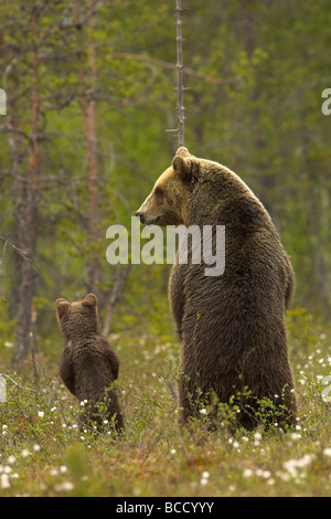 Unione orso bruno (Ursos arctos) femmina e cub in corrispondenza di un bordo di una foresta boreale in tarda serata luce. La Finlandia. Foto Stock