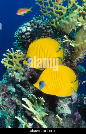 GOLDEN o mascherato BUTTERFLYFISH (Chaetodon semilarvatus) coppia. Mar Rosso.'Egitto meridionale Foto Stock