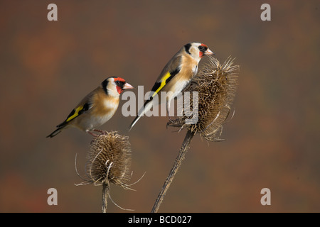 Cardellino (Carduelis carduelis) maschio e femmina su teasel. Lancashire Regno Unito Foto Stock