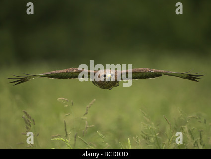 Comune Poiana (Buteo buteo) in volo. Gloustershire. Regno Unito Foto Stock