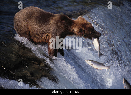 AMERICAN marrone o orso grizzly (Ursus arctos horribilis) con il Salmone Sockeye catturare nella sua bocca. Katmai NP. L'Alaska. Stati Uniti d'America Foto Stock