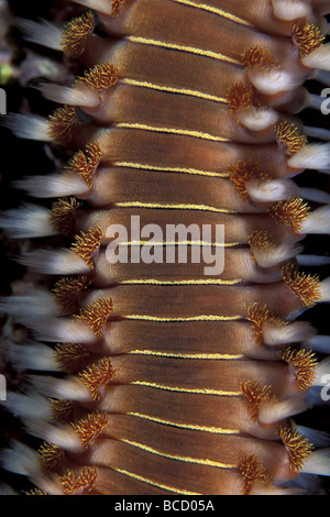 Dettaglio del barbuto fireworm (Hermodice carunculata). Vela Luka. Isola di Korcula. La Croazia. Mare Adriatico. Mediterraneo Foto Stock