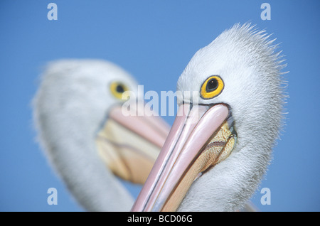 Australian pelican ritratto (Pelecanus conspicillatus) gruppo presso la Western cove. Kangaroo Island. Sud Australia Foto Stock