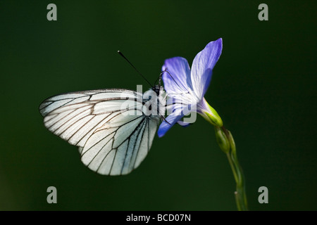 Nero-BIANCO VENATO (Aporia crataegi) sul lino pallido. Gorenjska. La Slovenia Foto Stock