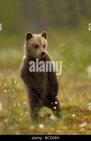 Unione orso bruno (Ursos arctos) cub permanente sulla sua schiena gambe verificando un grande maschio nella foresta boreale. La Finlandia. Foto Stock