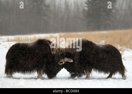 Musk ox (Ovibos moschatos) i tori di combattimento. Yukon preservare la fauna selvatica. In Canada. Foto Stock