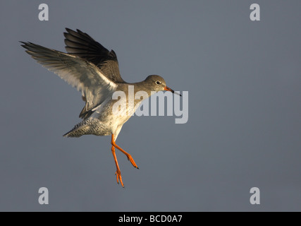 (Redshank Tringa totanus) in volo sopra l'acqua. Snettisham. Norfolk Foto Stock
