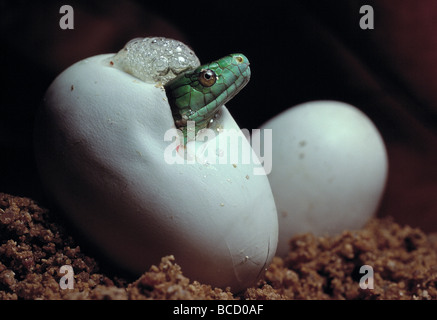 GREEN MAMBA (Dendroaspis angusticeps) i giovani emergenti da uovo Foto Stock