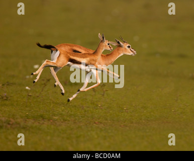 THOMSONS gazzella femmina e i giovani in esecuzione (Gazella thomsonii). Masai Mara riserva nazionale. Kenya. Foto Stock