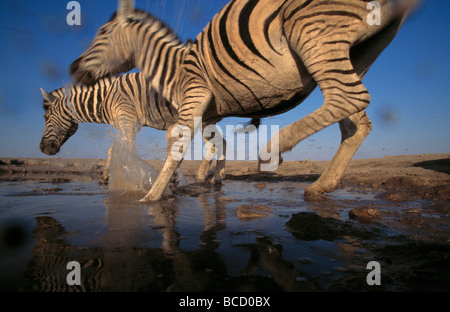 La BURCHELL o pianure zebra (Equus burchelli) due in esecuzione in waterhole. Il Parco Nazionale di Etosha. Namibia Foto Stock