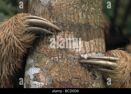 MANED BRADIPO artigli (Bradypus torquatus). Bahia. Il Brasile. Sud America. In via di estinzione. Foto Stock