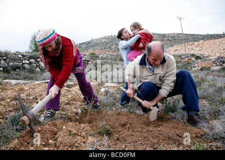 La pace israeliano attivisti di piantare alberi di olivo nella West Bank durante la festa ebraica di Tu B'SHVAT. Foto Stock