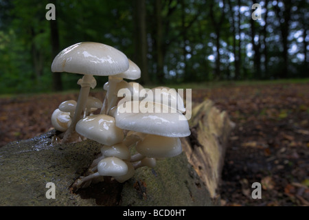 Fungo di porcellana (Oudemansiella mucida) cresce su legno morto in ampia lasciava semi bosco naturale. Foto Stock