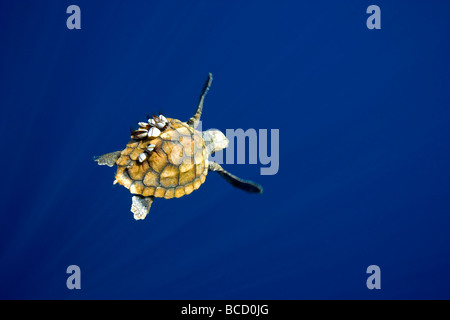 Tartaruga Caretta caretta). In via di estinzione (IUCN) con collo d'oca cirripedi (Lepas anatifera) sul carapace. Isola di Pico Foto Stock