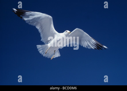 Anello-fatturati gabbiano in volo (Larus delawarensis). Florida. Stati Uniti d'America Foto Stock