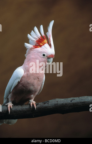 Grandi Mitchell (CACATUA Cacatua leadbeteri) con cresta sollevata Foto Stock