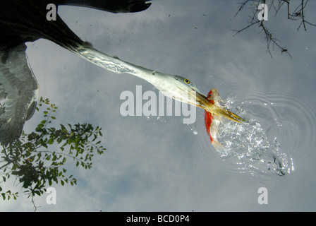 Airone cinerino (Ardea cinerea) pescare un pesce. Visualizzare frow qui di seguito. Foto Stock