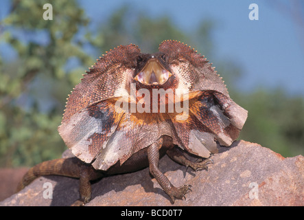 FRILLED LIZARD minaccia display (Chlamydosaurus kingii). L'Australia del nord Foto Stock