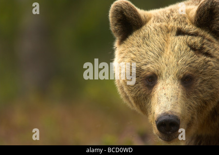 Unione orso bruno (Ursos arctos) maschio in corrispondenza di un bordo di una foresta boreale in tarda serata luce. La Finlandia. Foto Stock