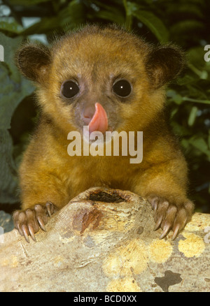 KINKAJOU (Potosí flavus) giovani leccare il naso aka Honey Bear o Cat scimmia. Trovato in tropical America Centrale e America del Sud. Foto Stock