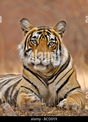 Tigre del Bengala (Panthera tigris tigris) femmina dal tempio. Ranthambore. India Foto Stock