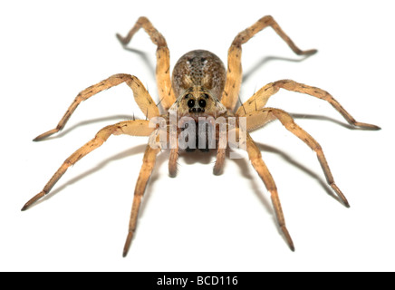 CAROLINA WOLF SPIDER (Hogna carolinensis) STATI UNITI D'AMERICA Foto Stock
