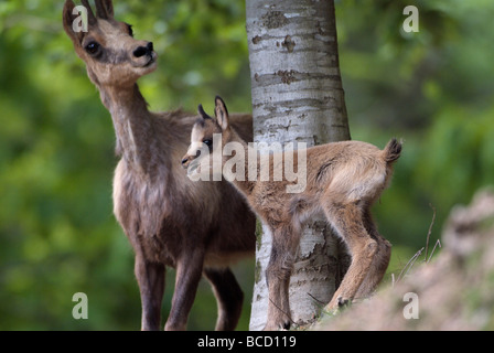 ISARD con giovani (Rupicapra rupicapra pyrenaica). Pirenei francesi Foto Stock