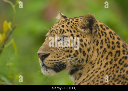 Asian Leopard (Panthera Pardus). Jaldapara Wildlife Sanctuary nel nord bengala. India. Captive Foto Stock