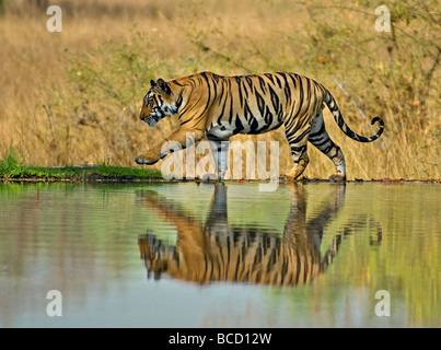 Tigre del Bengala (Panthera tigris tigris) maschio sul lago. Bandhavgarh. India Foto Stock