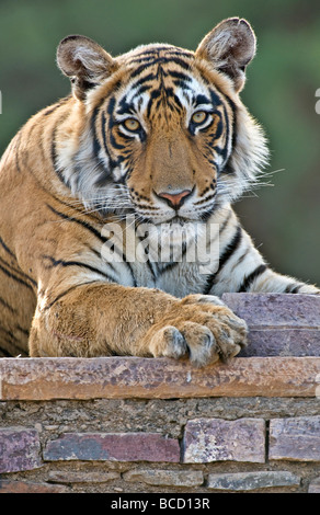 Tigre del Bengala (Panthera tigris tigris) femmina sul vecchio tempio. India Foto Stock