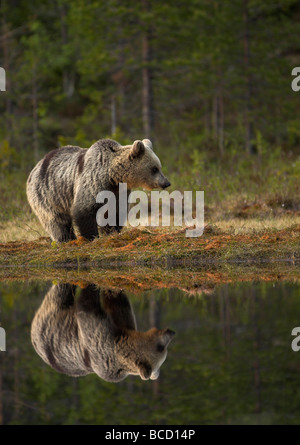 Unione orso bruno (Ursos arctos) in corrispondenza di un bordo di una foresta boreale stagno all'alba. La Finlandia. Foto Stock