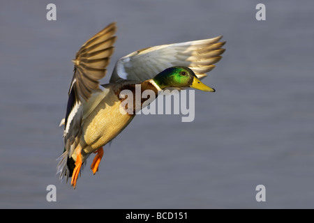 Il germano reale (Anas platyrhynchos) in volo sopra l'acqua. Lodmoor. Weymouth. Il Dorset. Inghilterra Foto Stock