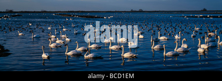 Gregge di Mute & Whooper cigni (Cygnus olor & Cygnus cygnus). Ouse lavaggi Wildfowl and Wetland Trust. Cambridgeshire Regno Unito Foto Stock