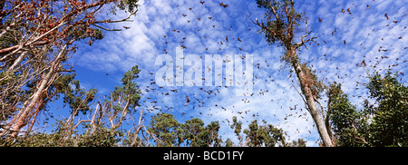 Di colore paglierino frutta colonia BAT (Eidolon sp) migrano Kasanka National Park annualmente e formare una colonia di fino a 8 milione di pipistrelli Foto Stock