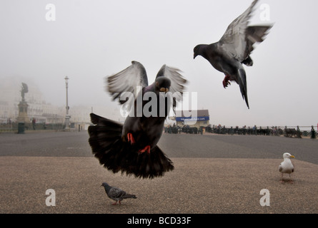 Piccioni e un gabbiano sul lungomare della città di Brighton e Hove, Sussex Foto Stock