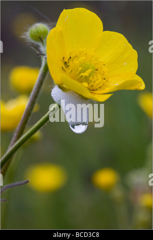 Ranuncolo con il cuculo spit Foto Stock
