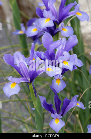 Spagnolo, Iris Iris xiphium, Iridaceae, a sud-ovest e sud-est Europa e Nord Africa. Aka il bulbo piccolo-radicata Iris. Foto Stock