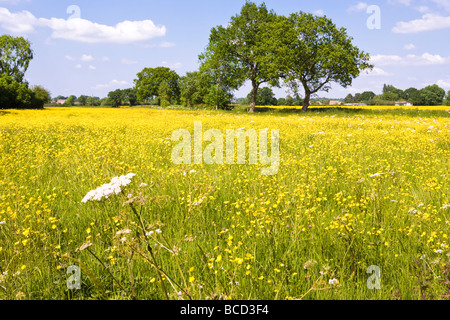 Un campo di renoncules vicino Birdwood, Gloucestershire Foto Stock